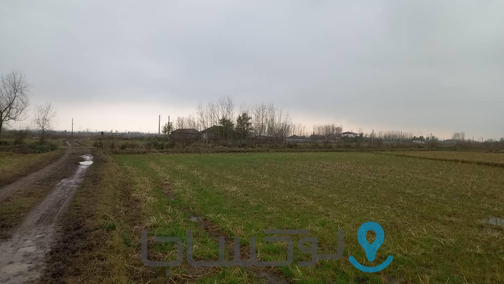 فروش زمین کشاورزی شالیزار 5 هزار متری